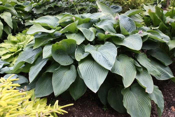 Empress Wu Hosta - Hosta 'Empress Wu' from Green Barn Garden Center