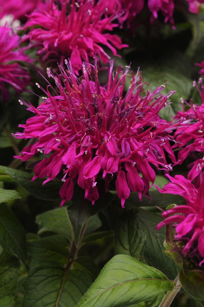 Balmy Purple Bee Balm - Monarda didyma 'Balmy Purple' from Green Barn Garden Center