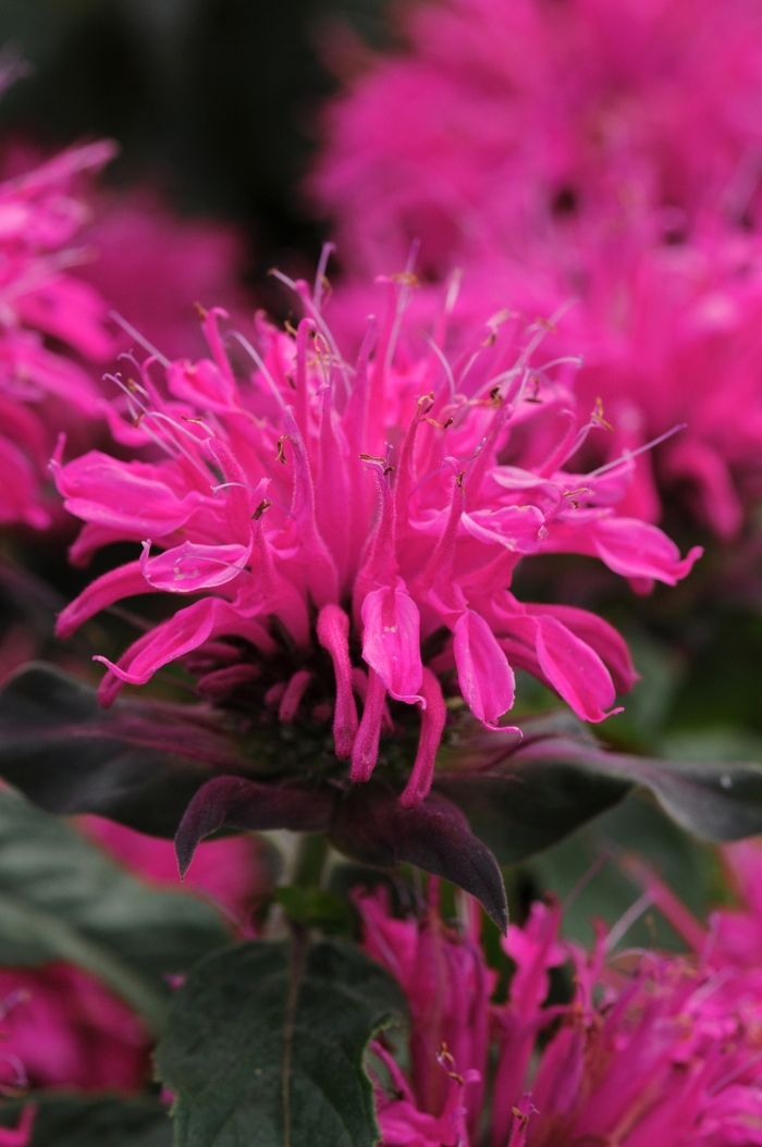 Balmy Rose Bee Balm - Monarda didyma 'Balmy Rose' from Green Barn Garden Center