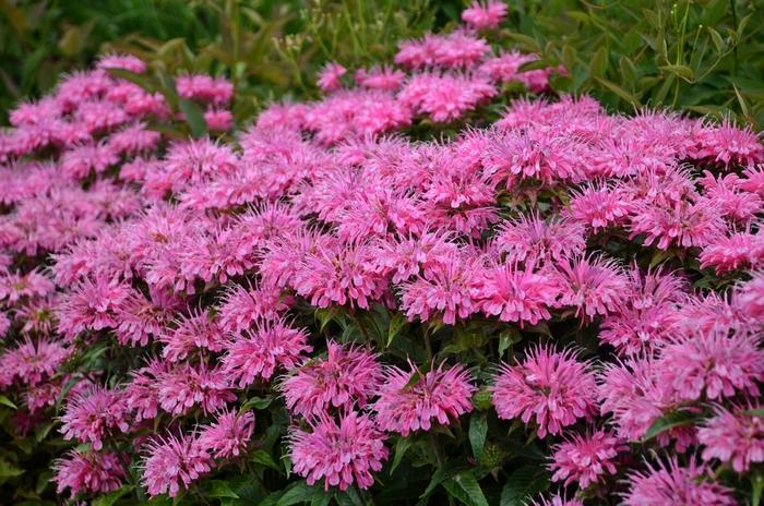 Bee Balm - Monarda didyma 'Bubblegum Blast' from Green Barn Garden Center