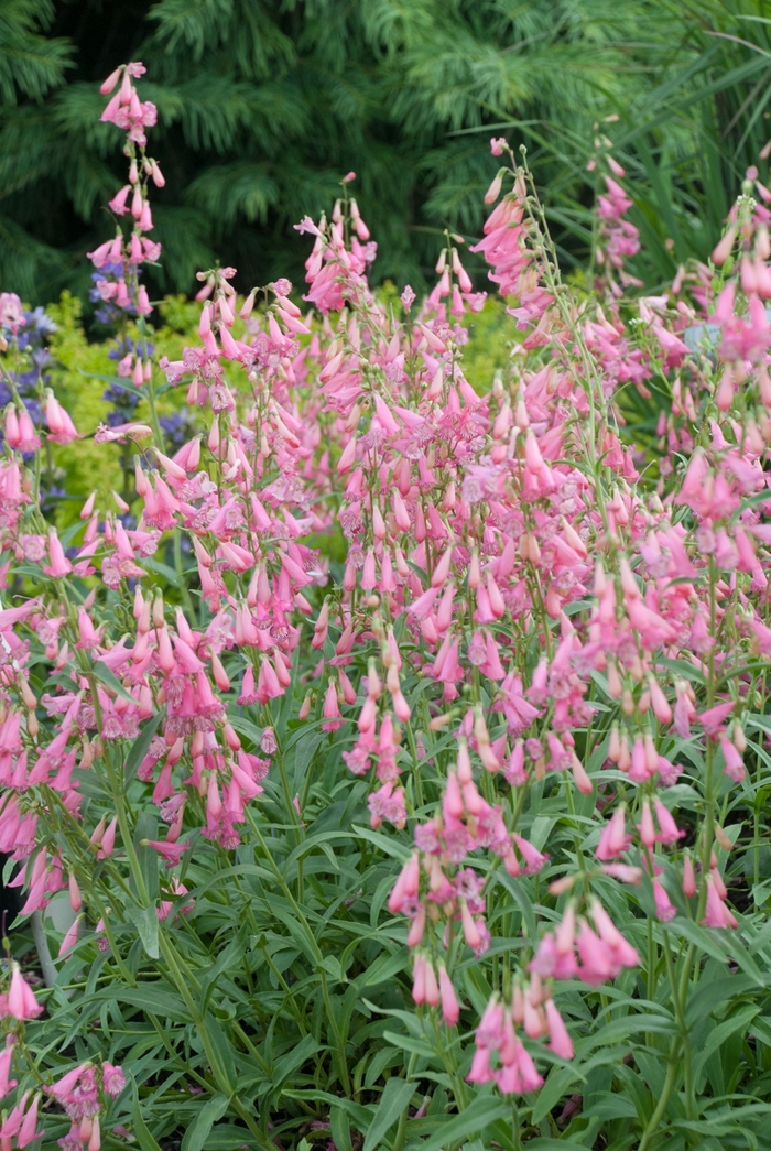 Elfin Pink - Penstemon barbatus 'Coccineus' from Green Barn Garden Center