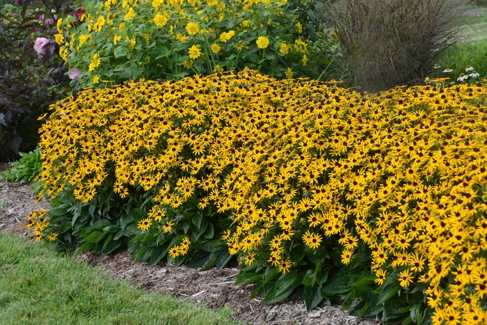 Dwarf Black-Eyed Susan - Rudbeckia fulgida var. sullivantii 'Little Goldstar' from Green Barn Garden Center