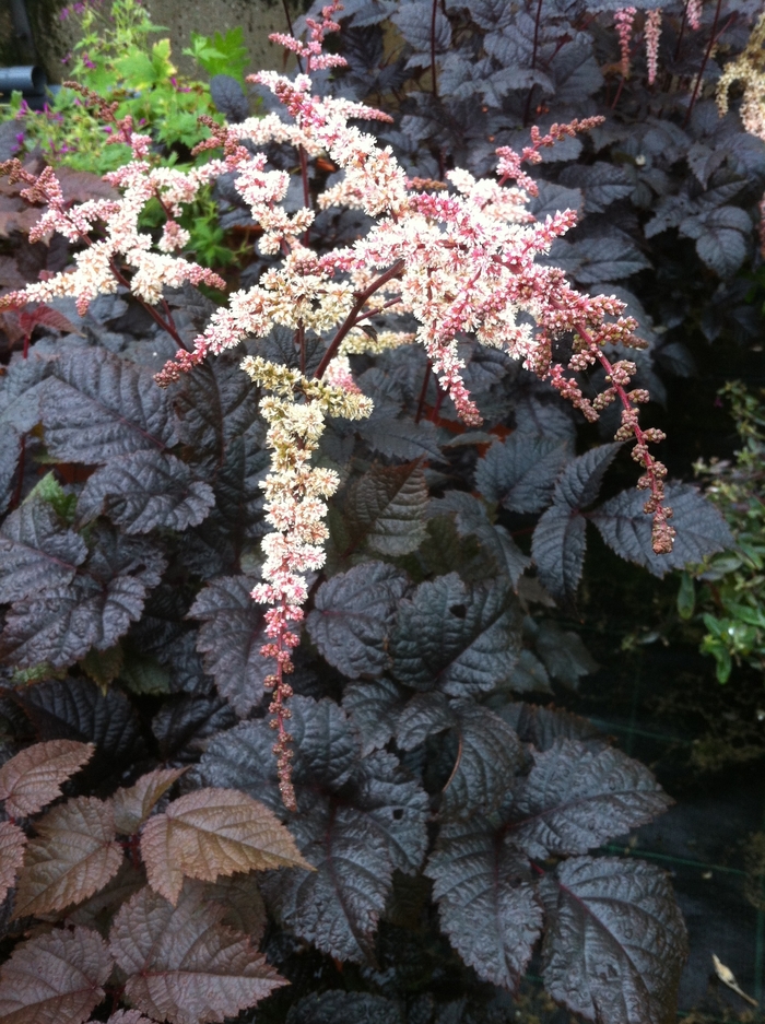 Astilbe - Astilbe 'Chocolate Shogun' from Green Barn Garden Center