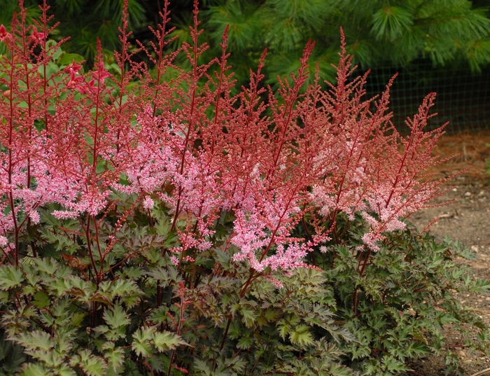 False Spirea - Astilbe simplicifolia 'Delft Lace' from Green Barn Garden Center