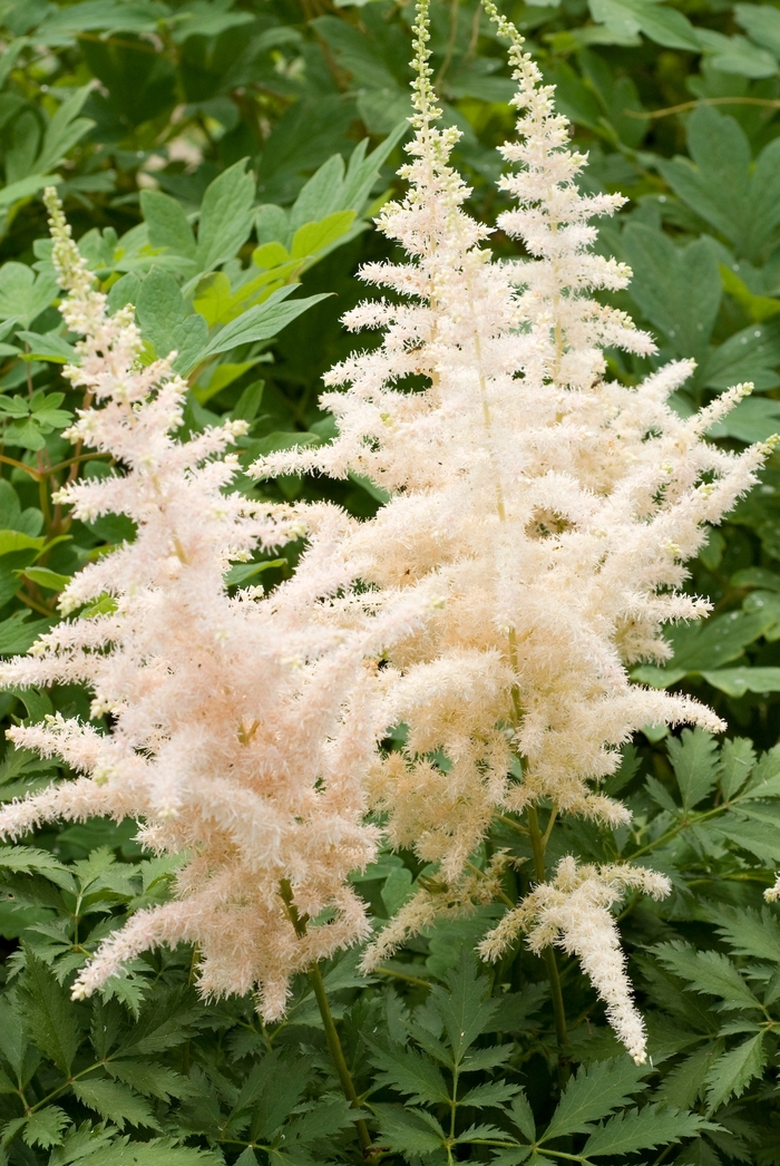 Astilbe-Chinese - Astilbe chinensis ''Milk and Honey'' from Green Barn Garden Center