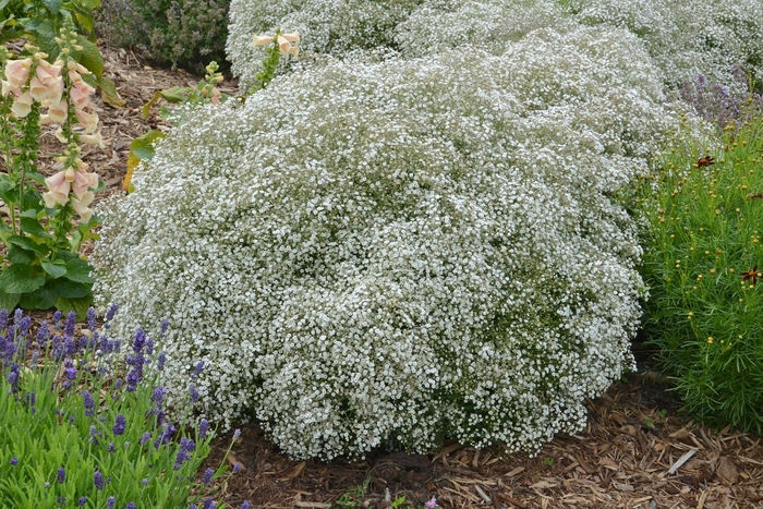 Summer Sparkles® Baby's Breath - Gypsophila paniculata 'Summer Sparkles®' from Green Barn Garden Center