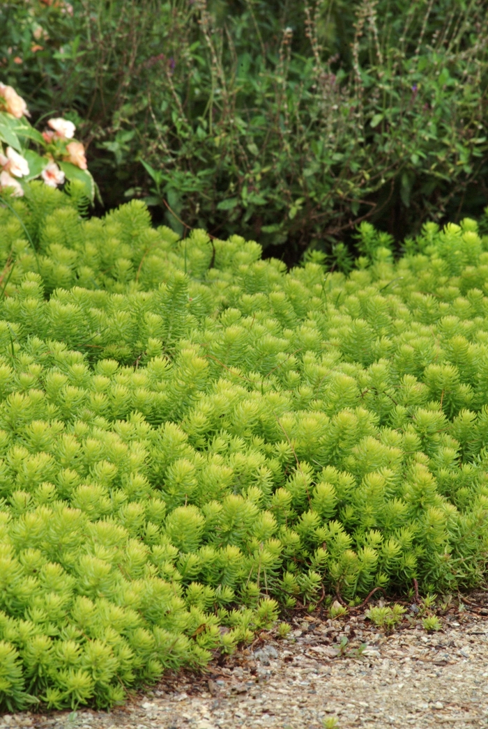 Sedum - Sedum rupestre 'Angelina' from Green Barn Garden Center