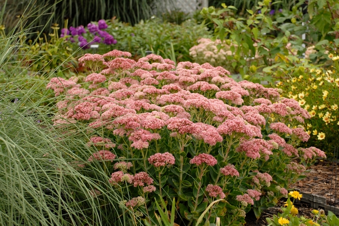 Stonecrop - Sedum 'Autumn Fire' from Green Barn Garden Center