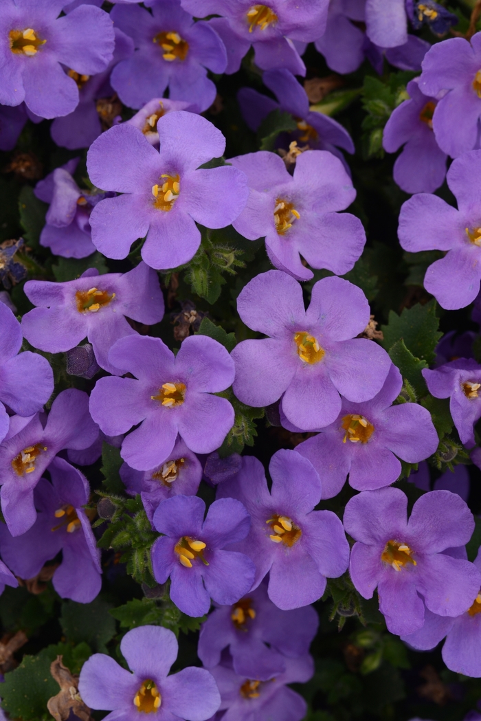 MegaCopa™ Bacopa - Sutera cordata 'MegaCopa™ Blue' from Green Barn Garden Center