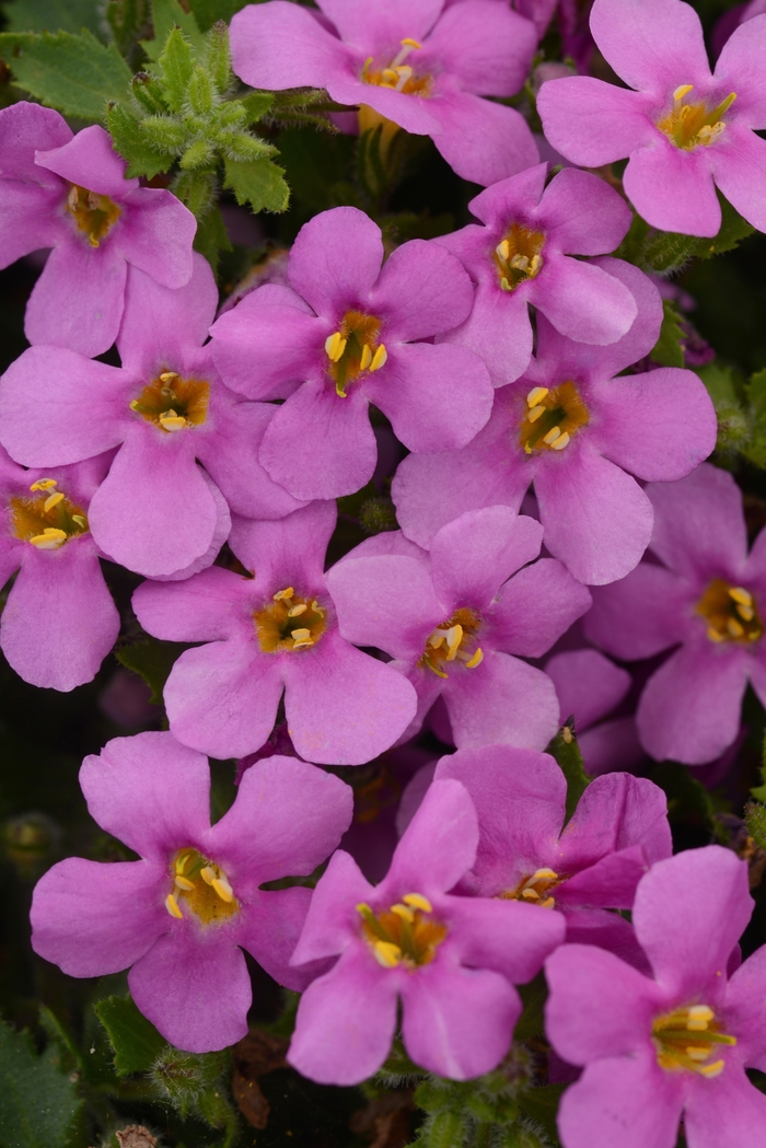 MegaCopa™ Bacopa - Sutera cordata 'MegaCopa Pink' from Green Barn Garden Center