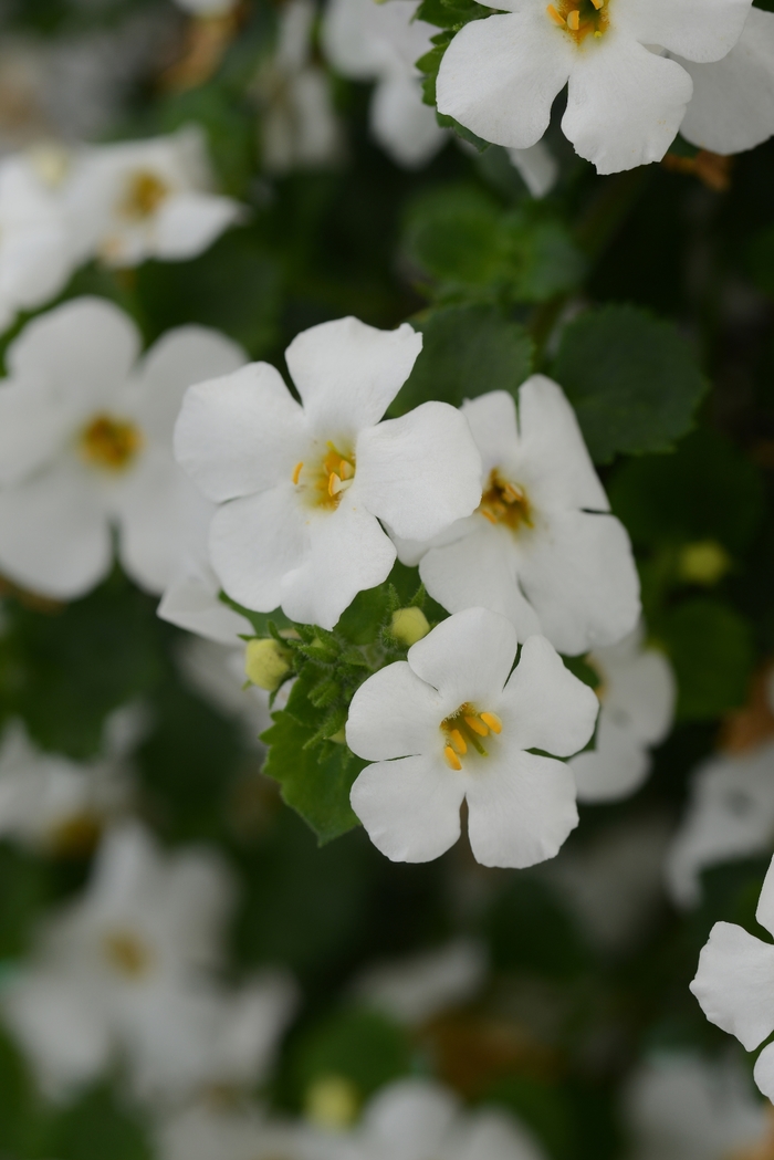 MegaCopa™ Bacopa - Sutera cordata 'MegaCopa White' from Green Barn Garden Center