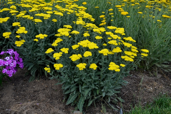 Yarrow - Achillea 'Sassy Summer Silver' from Green Barn Garden Center