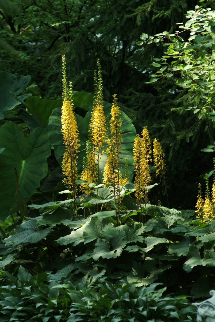 Ligularia - Ligularia stenocephala 'The Rocket' from Green Barn Garden Center