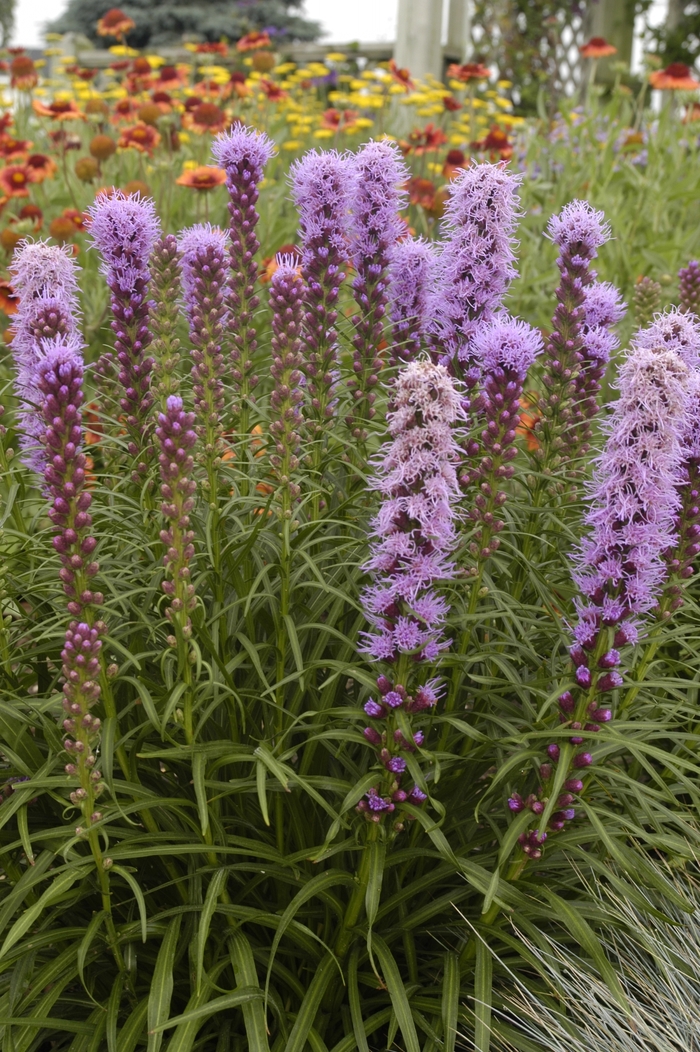 Blazing Star - Liatris spicata ''Kobold'' from Green Barn Garden Center