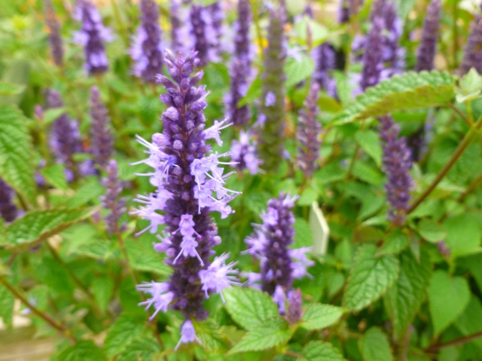 Hummingbird Hyssop - Agastache 'Little Adder' from Green Barn Garden Center