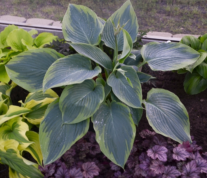Hosta, Plantain Lily - Hosta 'Wu-La-La' from Green Barn Garden Center