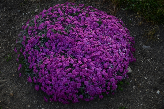 Creeping Phlox - Phlox subulata 'Rocky Road Magenta' from Green Barn Garden Center