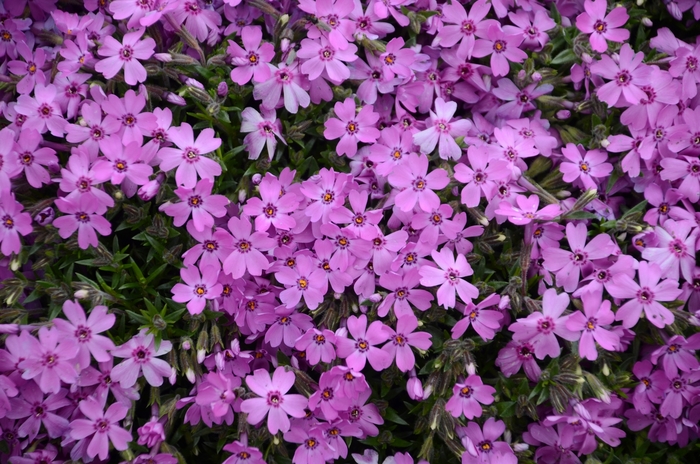 Creeping Phlox - Phlox hybrid 'Rocky Road Pink' from Green Barn Garden Center