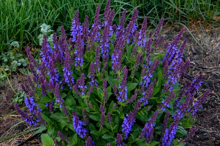 Meadow Sage - Salvia nemorosa 'Violet Profusion' from Green Barn Garden Center