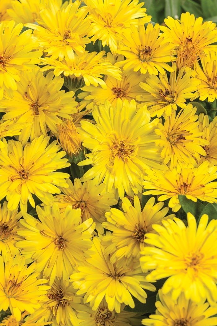 Pot Marigold - Calendula officinalis 'Lady Godiva Yellow' from Green Barn Garden Center