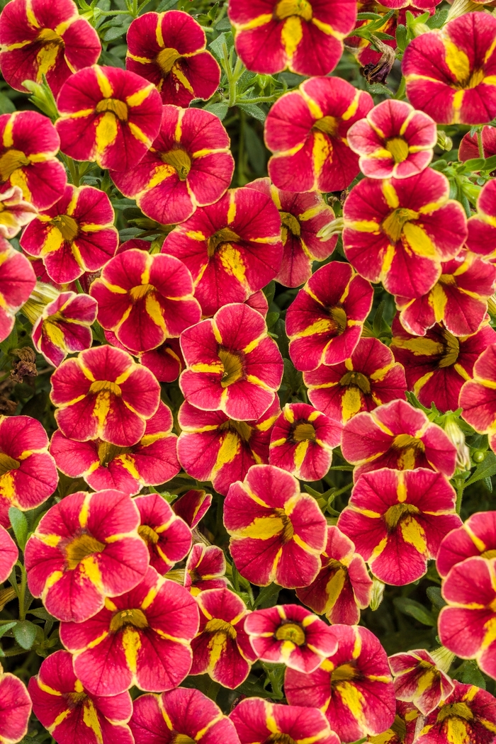 Superbells® Cherry Blossom - Calibrachoa 'Cardinal Star' from Green Barn Garden Center