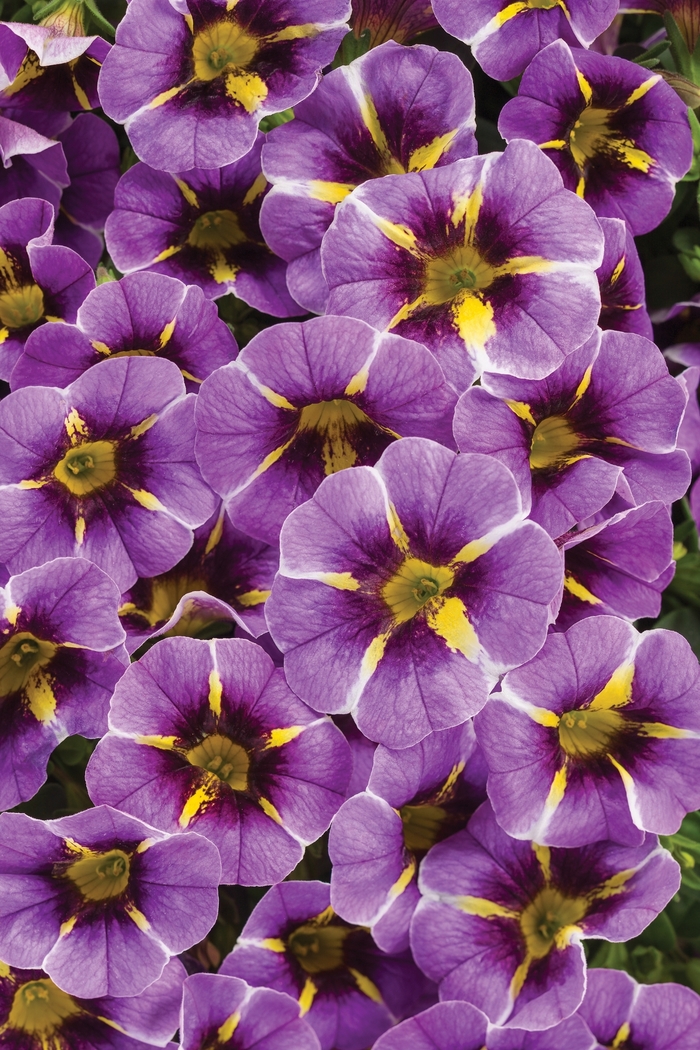 Calibrachoa - Calibrachoa hybrid 'Superbells Evening Star' from Green Barn Garden Center