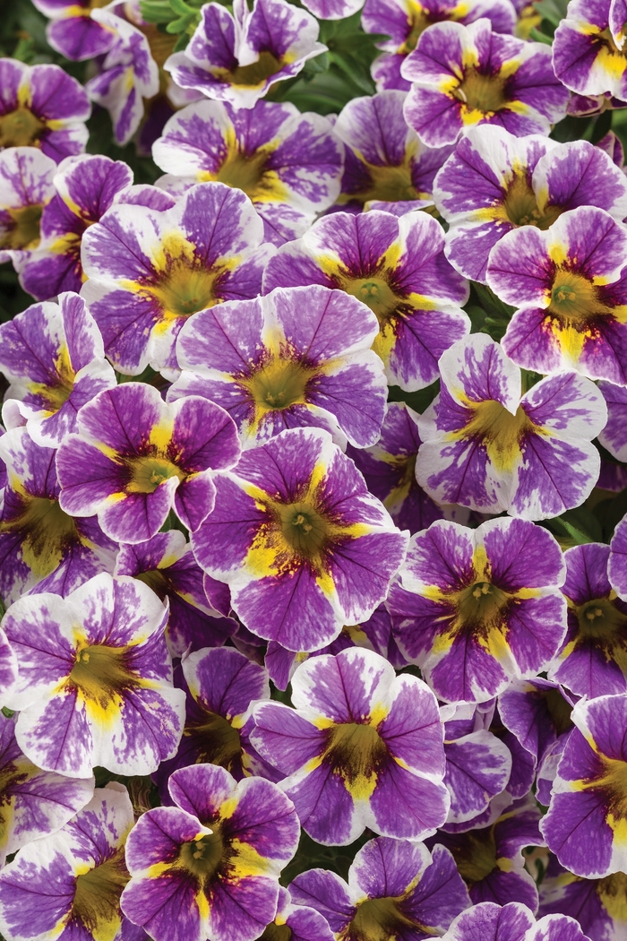 Superbells® Calibrachoa - Calibrachoa hybrida 'Superbells Holy Smokes' from Green Barn Garden Center