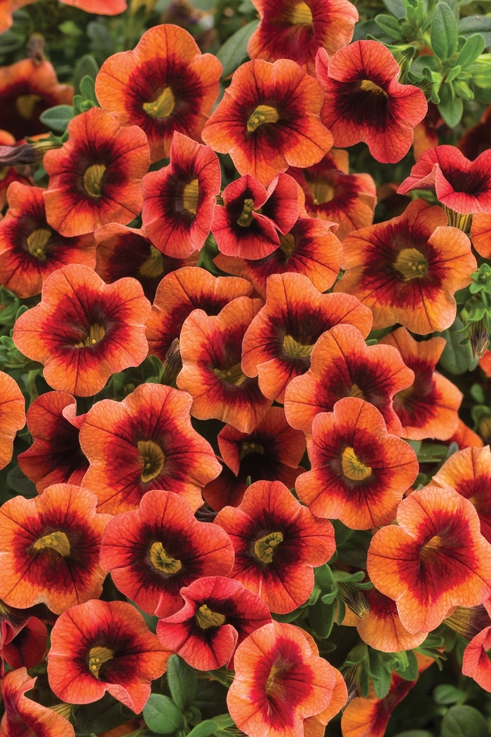 Superbells® Tangerine Punch - Calibrachoa hybrid from Green Barn Garden Center