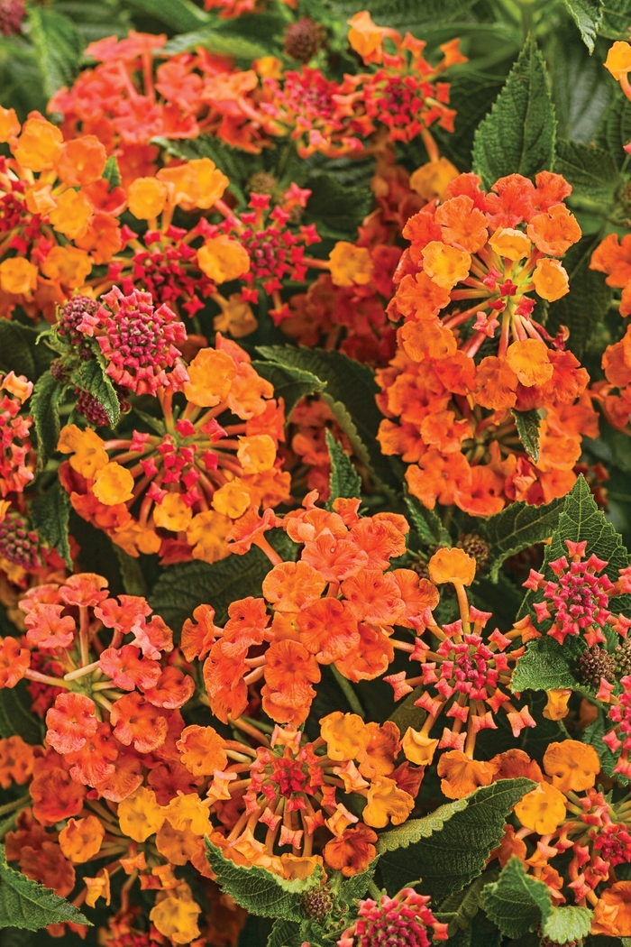 Luscious ® Lantana - Lantana camara 'Marmalade' from Green Barn Garden Center