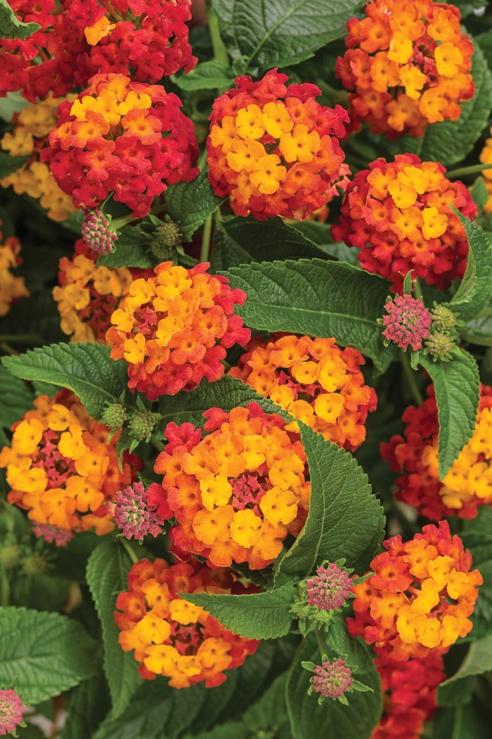 Lantana - Lantana camara 'Luscious® Citrus Blend™ from Green Barn Garden Center