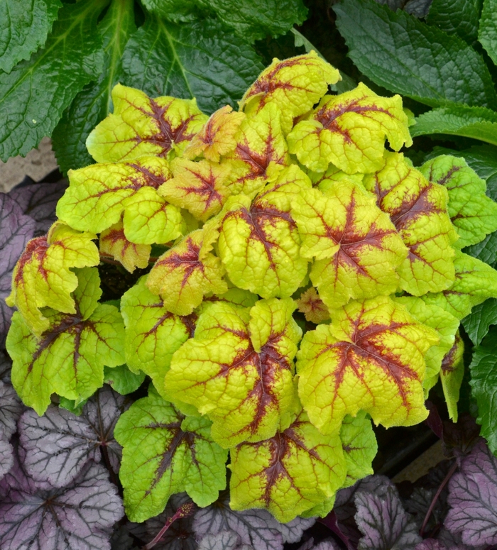 Heucherella - Heucherella 'Catching Fire' from Green Barn Garden Center