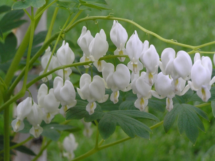 White Bleeding Heart - Dicentra spectabilis 'Alba' from Green Barn Garden Center