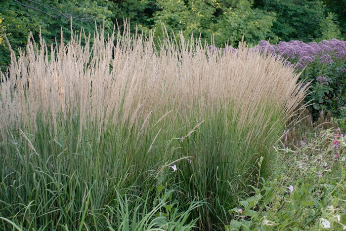 Feather Reed Grass - Calamagrostis acutiflora 'Karl Foerster' from Green Barn Garden Center