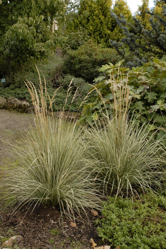 Variegated Feather Reed Grass - Calamagrostis acutiflora 'Overdam' from Green Barn Garden Center