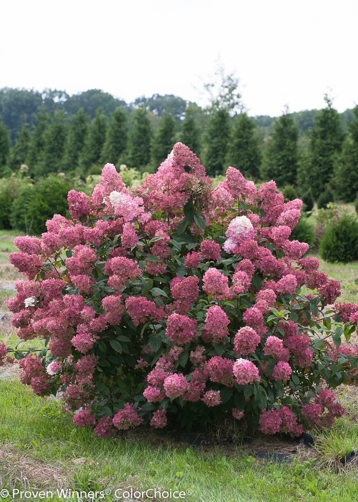 Hydrangea - Hydrangea paniculata 'Fire Light' from Green Barn Garden Center