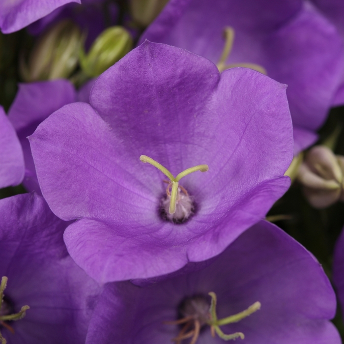 Bellflower - Campanula carpatica 'Rapido Blue' from Green Barn Garden Center