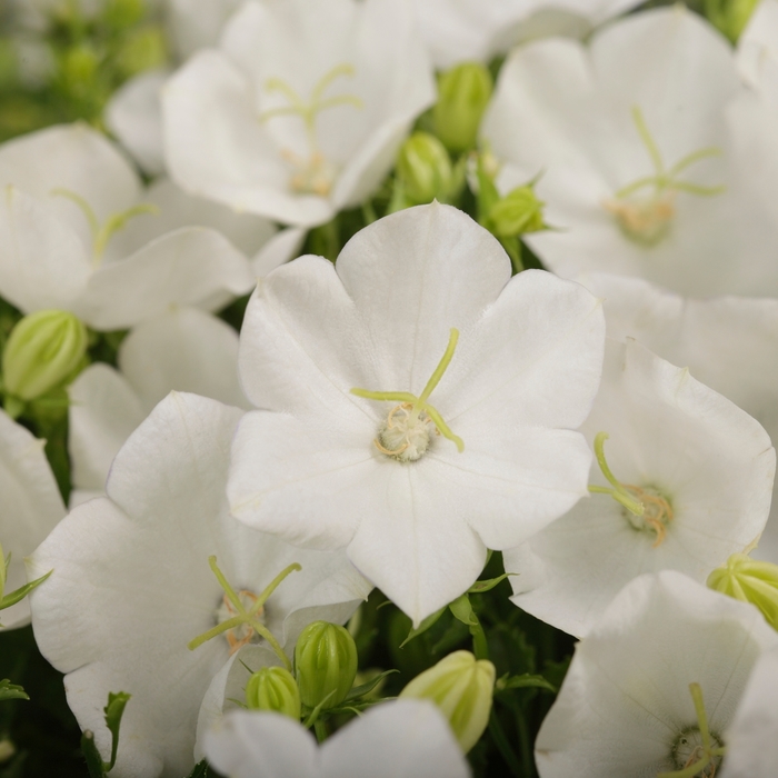 Bellflower - Campanula carpatica 'Rapido White' from Green Barn Garden Center