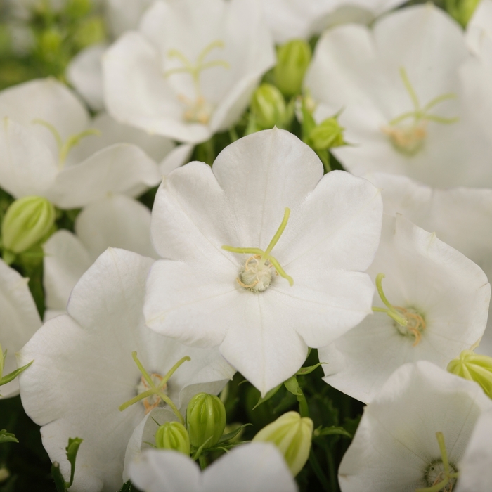 Bellflower - Campanula carpatica 'Rapido White' from Green Barn Garden Center Bellflower - Campanula carpatica 'Rapido White' from Green Barn Garden Center