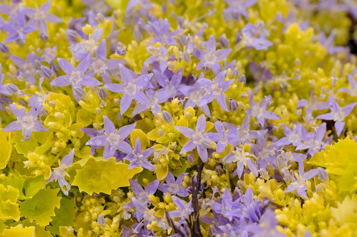 Bellflower - Campanula garganica 'Dickson's Gold' from Green Barn Garden Center