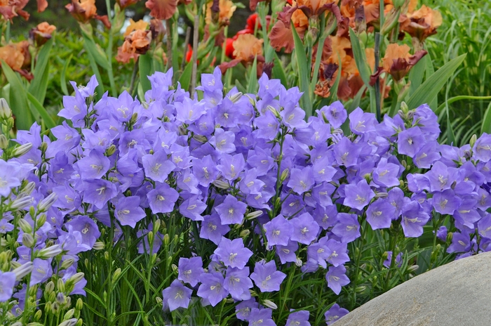 Peach-Leaved Bellflower - Campanula persicifolia 'Takion Blue' from Green Barn Garden Center