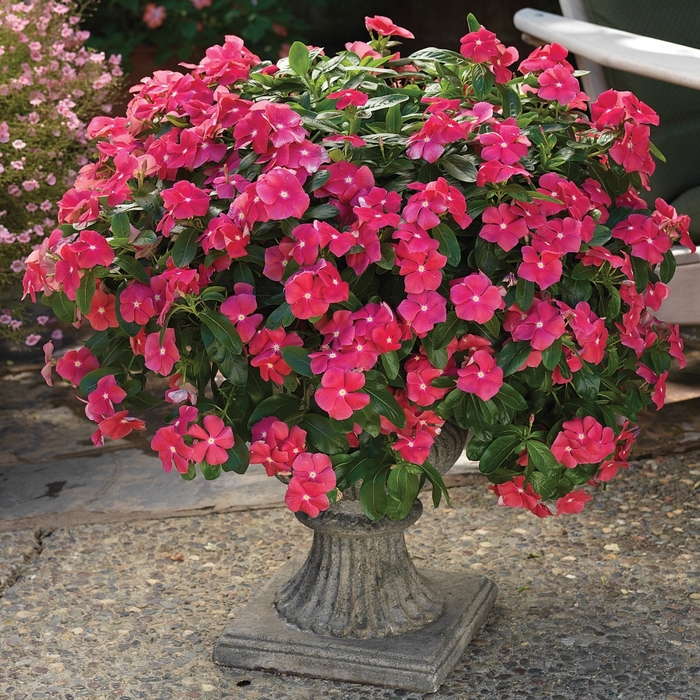 Cora Cascade Cherry - Catharanthus roseus 'Cora Cascade Cherry' from Green Barn Garden Center