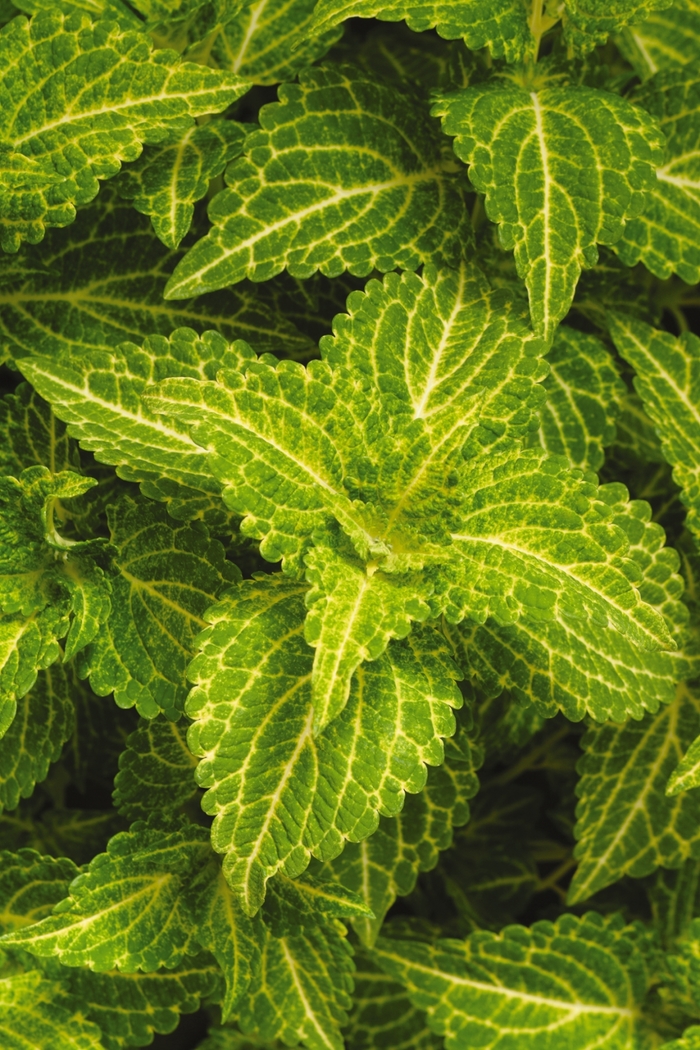 Coleus - Solenostemon scutellarioides 'Electric Lime' from Green Barn Garden Center