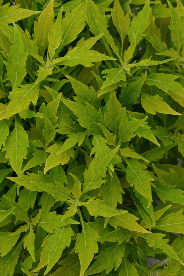 Flame Thrower™ 'Salsa Verde' - Coleus/Solenostemon from Green Barn Garden Center