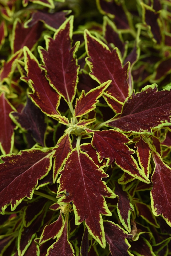 Flame Thrower&trade Coleus - Solenostemon scuttelariodes 'Serrano' from Green Barn Garden Center