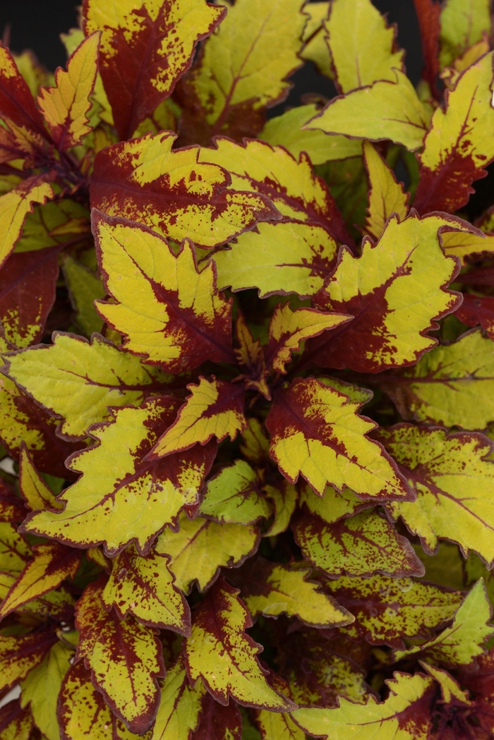 Flame Thrower™ 'Spiced Curry' - Coleus/Solenostemon from Green Barn Garden Center