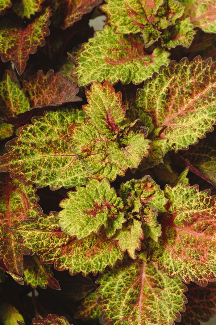 Coleus - Coleus scutelleriodes ‘Indian Summer' from Green Barn Garden Center