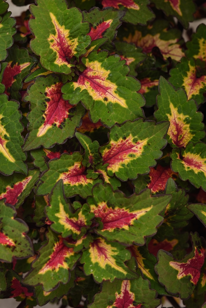 Coleus - Solenostemon 'Pinkplosion' from Green Barn Garden Center