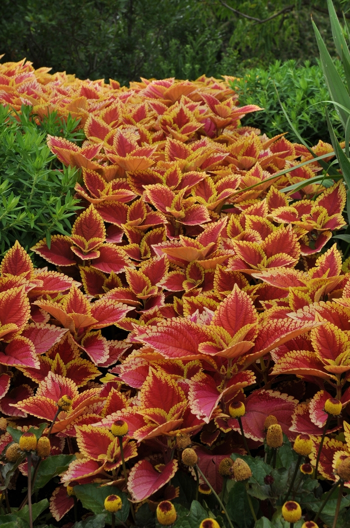 Coleus - Solenostemon scutelleriodes 'Trusty Rusty' from Green Barn Garden Center