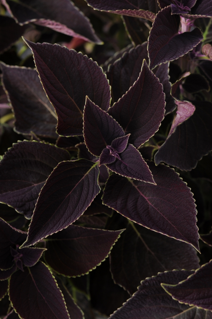 Coleus - Solenostemon scuttelariodes 'Vino' from Green Barn Garden Center