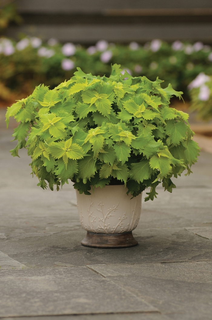 Coleus - Solenostemon hybrid 'Wasabi' from Green Barn Garden Center